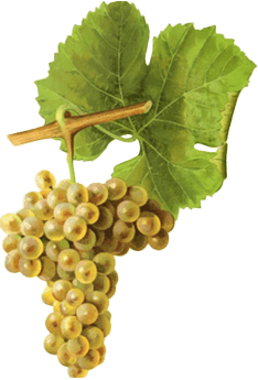 grappe de viognier