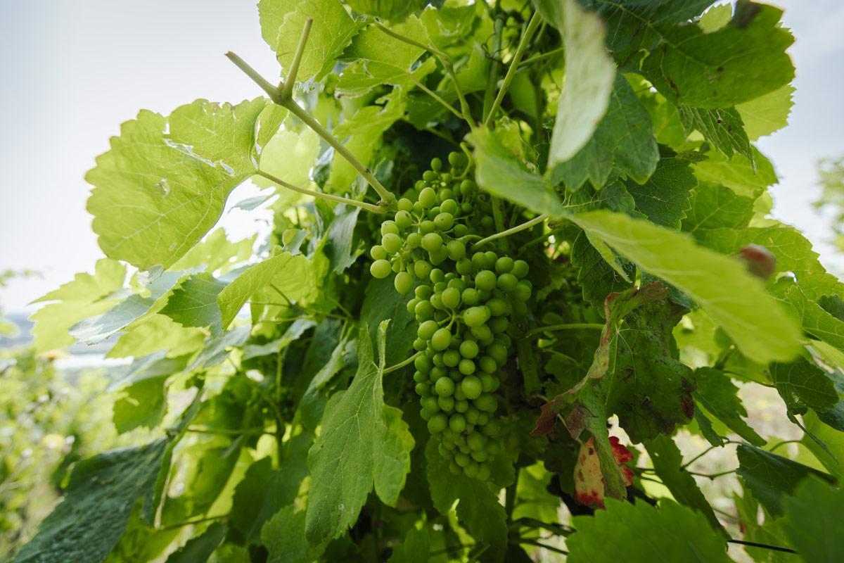 Gros plan sur une grappe de raisins du Vignoble Anthony Paret