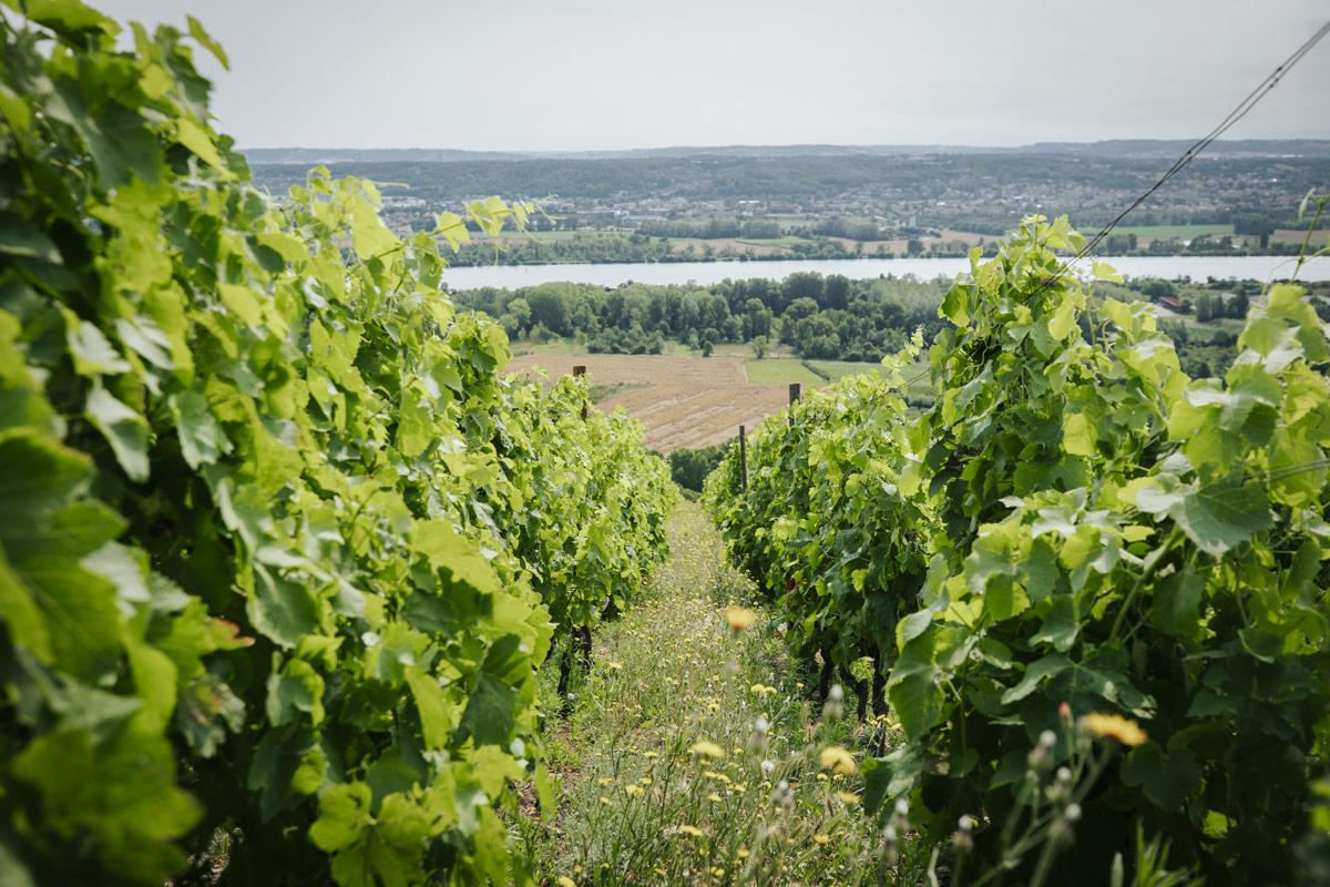 Allée d'une vigne de la Maison A. Paret