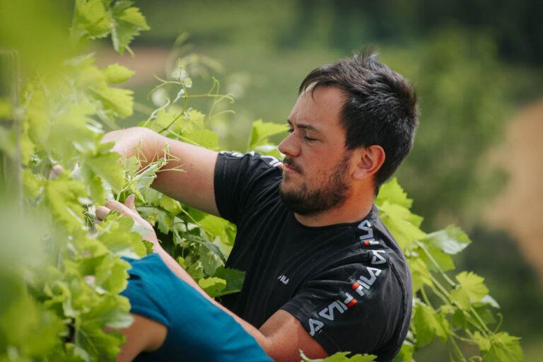 Travaux de aille de vignes du vignoble Paret en juin 2023