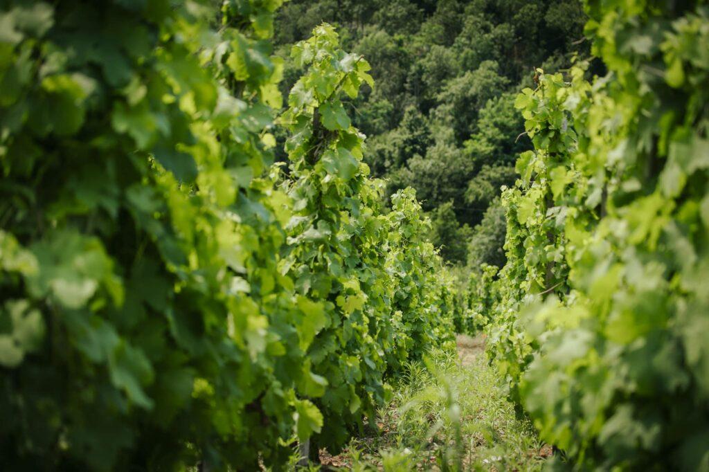 Allée d'une vigne de la Maison A. Paret