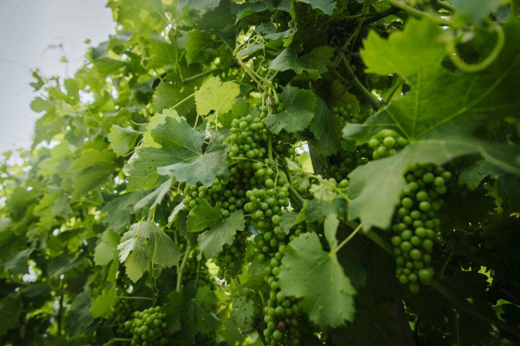 Gros plan d'une vigne de la Maison A. Paret