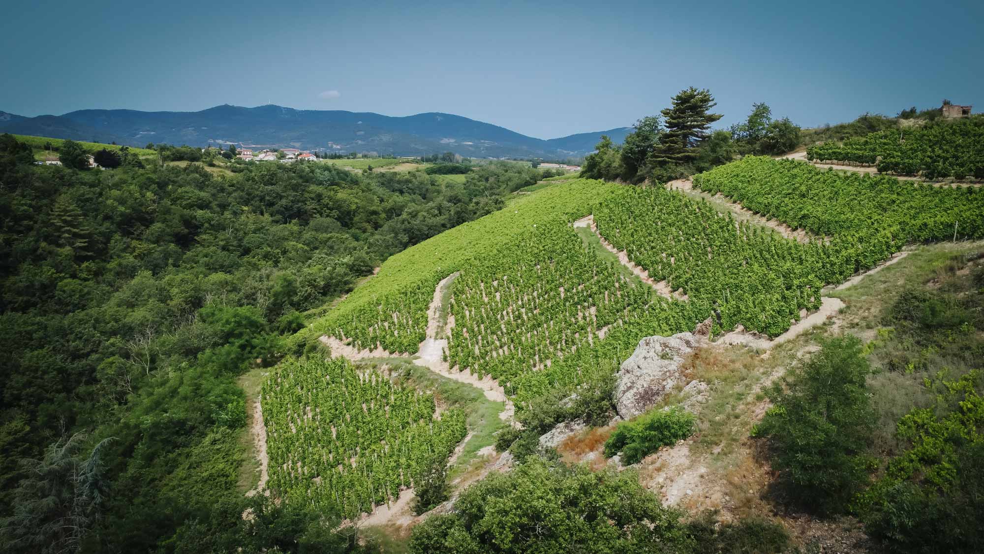 Vignoble Anthony Paret vue du ciel